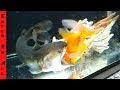 GOLDFISH SURVIVES the BLOB CATFISH!