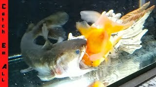 GOLDFISH SURVIVES the BLOB CATFISH!