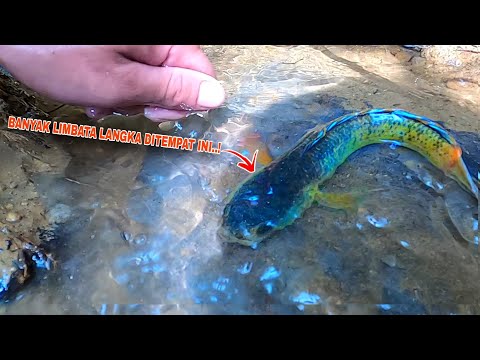 MENEMUKAN NAGA HUTAN SAAT MANCING CHANNA LIMBATA DISUNGAI INI || Spot Mancing Ikan Channa Limbata