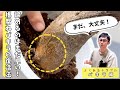 【観葉植物のプロが教える】腐りかけでも諦めない！パキラの復活お手入れ法
