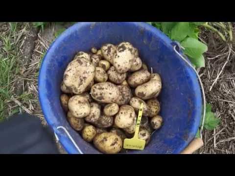 Video: Schijvenheuvel (21 Foto's): Hoe Gebeurt Het Rooien Van Aardappelen? Wat Is Beter Dan Eenvoudig En Met Twee Rijen? Moet Ik Het Slijpen? Voren Knippen Met Een Glijdend Model. Kenmerk