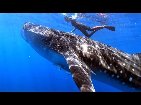 Ep.183 Swimming with Whale Sharks