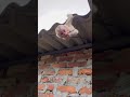 The monkey likes to climb and shout.