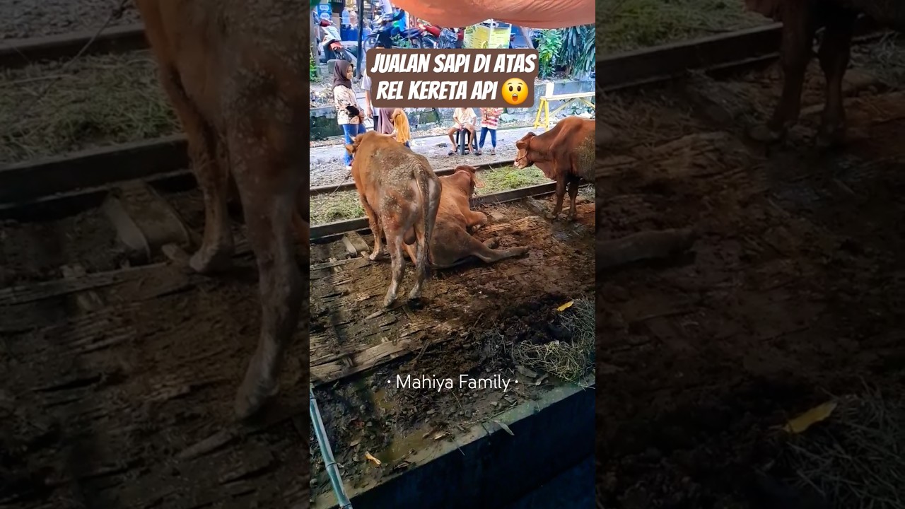 nekat jualan hewan qurban sapi di rel kereta api 