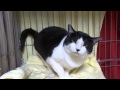 おはよう、ももい "Good morning Momoi" 2013/3/10