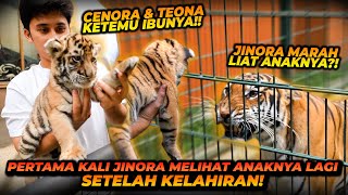 MENGHARUKAN ! PERTEMUAN JINORA DENGAN 2 ANAKNYA ! TERNYATA BEGINI REAKSI JINORA !!