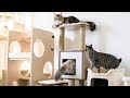 Comparing Our Cat Trees