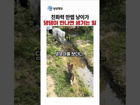 친화력만렙 냥이가 댕댕이를 만나면 생기는일