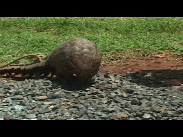 MAAJABU KAKA KUONA AONEKANA MOROGORO class=