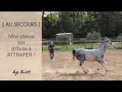 [AU SECOURS] Mon cheval est difficile à attraper !