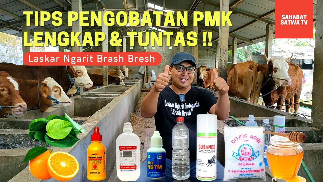 TIPS PENGOBATAN PMK LENGKAP & TUNTAS!!