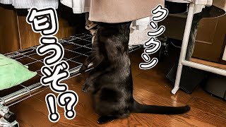 保護猫の二足立ちでママのコートをクンクンする姿が面白すぎたw🐈‍⬛ by 保護猫るな 641 views 2 months ago 4 minutes, 8 seconds