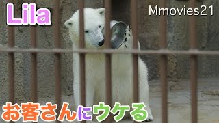 Miracle　Polar Bearｓ ミラクルなホッキョクグマ リラ・デナリ・キャンディ