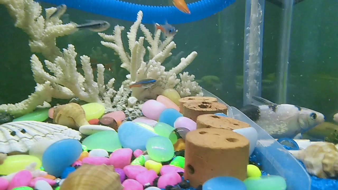 Akuarium ikan hias air tawar - YouTube