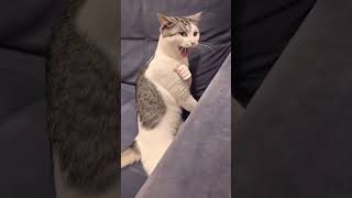 KUNG-FU KITTEN: The Internet's Newest Martial Arts Legend