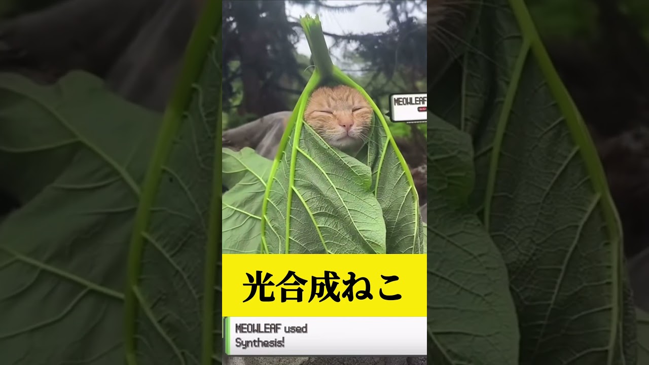 光合成ねこ