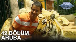 Acun Firarda 42. Bölüm Aruba
