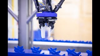 Chicory (Witlof) packaging robot | MDE Automation