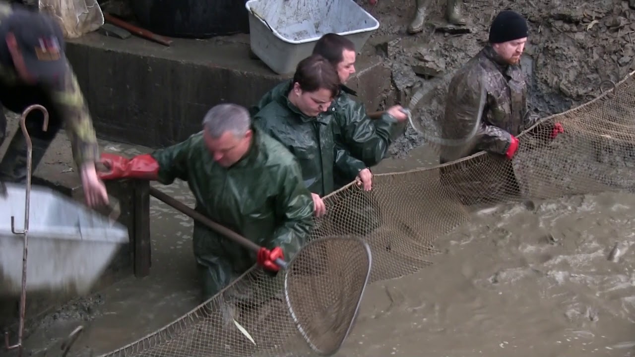 Výlov Podhraďáku 2017