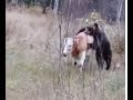 Медведь убивает корову. Часть 1. Республика Алтай. 18+ / Bear kills a cow (Russia) Горный Алтай