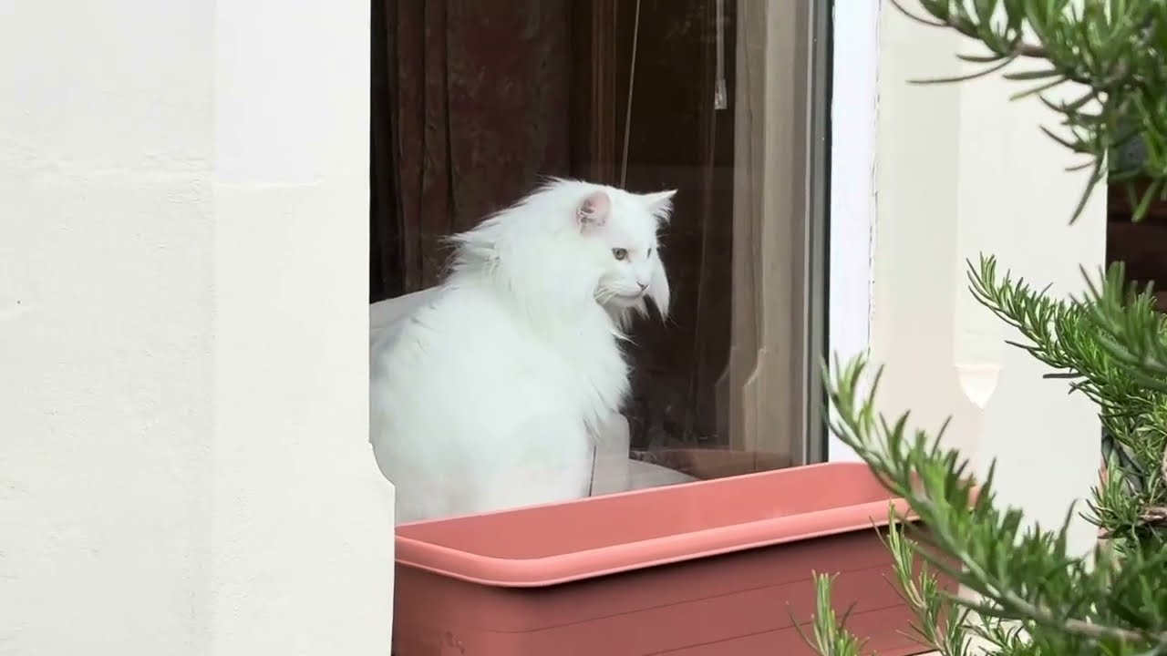 UK Edinburgh 69-Walking｜Abbeyhill｜Spring Gardens｜Royal Park Terrace｜Meadowbank｜London Rd｜a White Cat