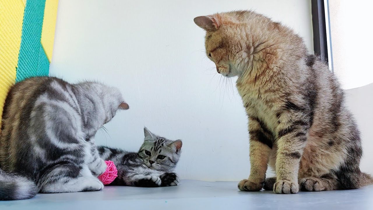 Faced with the temptation of snacks, the big cat will not let the