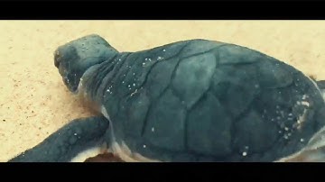 Côn Đảo - Thả Rùa Về Biển, Một Hoạt Động Bảo Tồn Thiên Nhiên