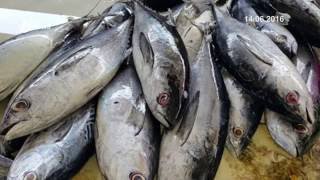 Tuna Industry Revenue in Malaysia Can Hit RM1 Billion Ringgit By 2020