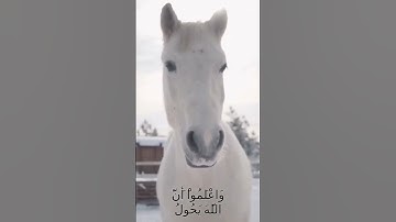 سورة الأنفال و،؛كا.نك تسمعها لأ،.و.ل مر.ة🌹💟💙،🏵️💝،.🌼💛بصوت الشيخ حمزة مد،بو.ح 💙❣️💐،؛❤️💖💗؛؛💓