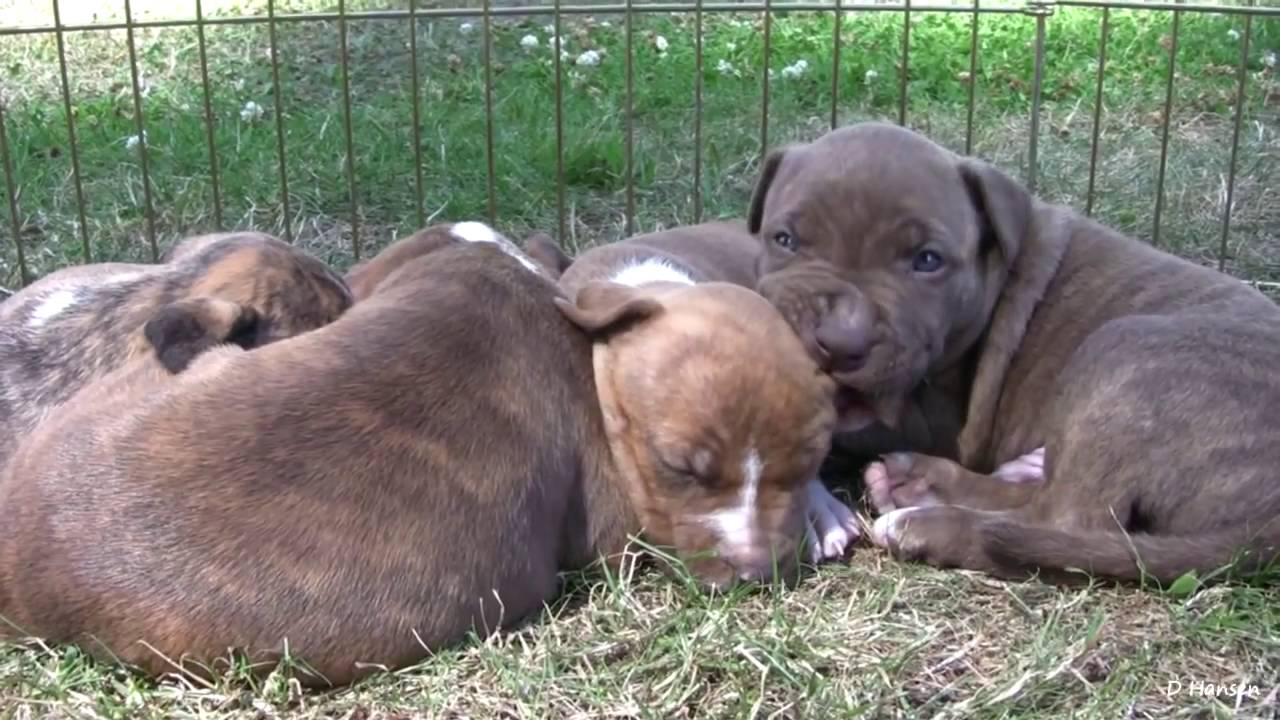 Pit Bull Growls and Snaps at Her Puppies! in HD YouTube