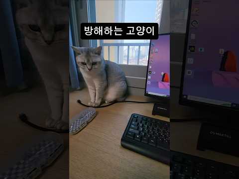 방해하는 고양이 #고양이 #냥춘기