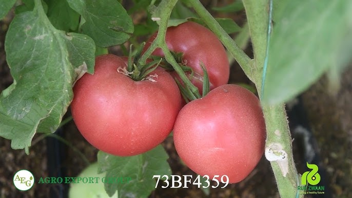 Aloqada vafli qizlar Ogil koz-koz qilardi, qoshnisi uni yalab qoydi.