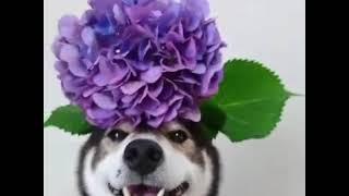 20180205寵物搞笑4