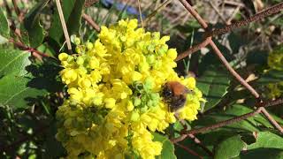 Bumblebee Seeing Its First Flower After Winter.