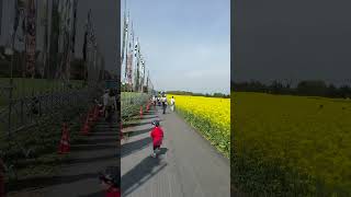 Kodomo No Hi Japan Festival May 5