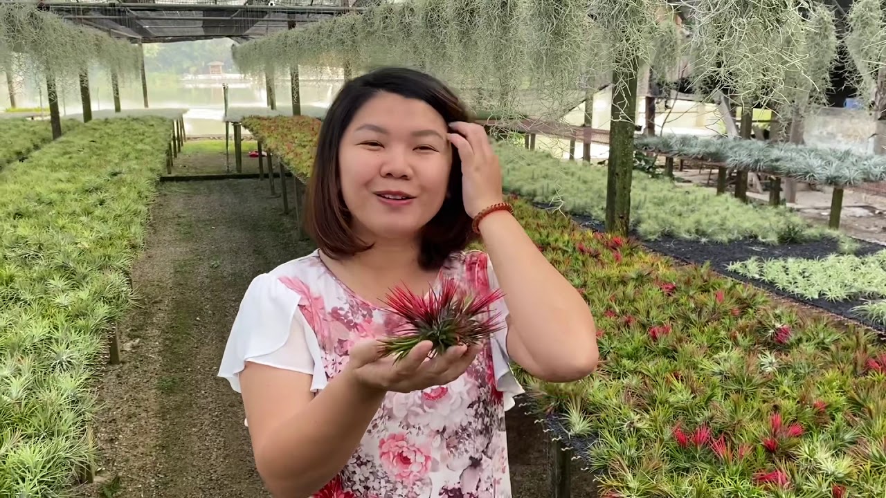 แนะนำปลูกไม้รากอากาศในกลุ่มของ Tillandsia(ทิลแลนด์เซีย)