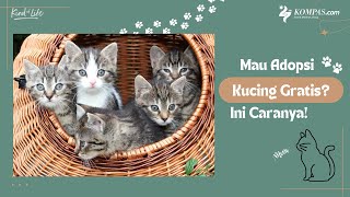 Mau Adopsi Kucing Gratis? Ini Caranya