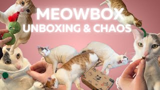 MEOWBOX Unboxing & Playtime with Natilla, Gandalf, and Dave! by IndoorOutdoorKat 865 views 2 months ago 7 minutes, 26 seconds