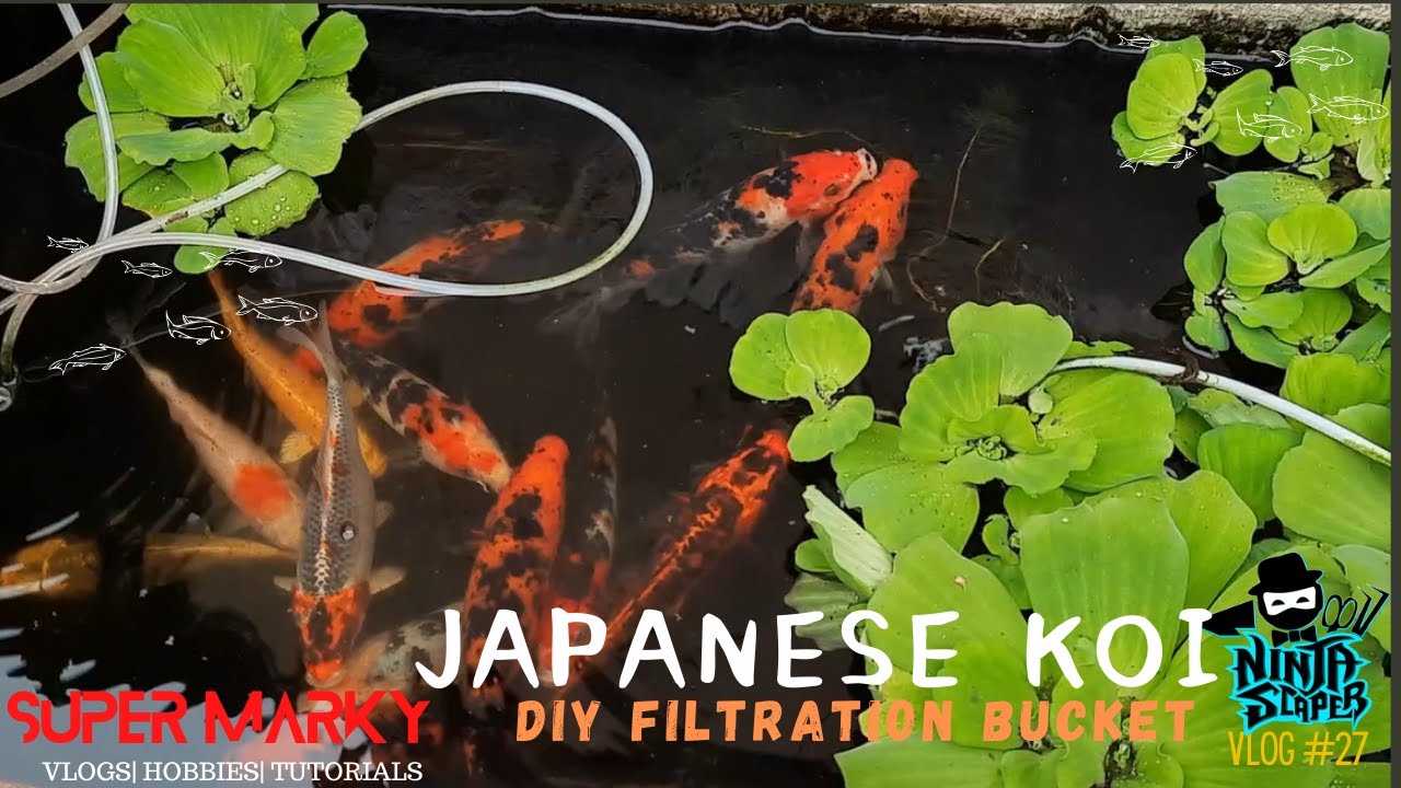 Ref Tub Fish D.I.Y. Filtration Bucket for Japanese Koi Ref Tub - YouTube