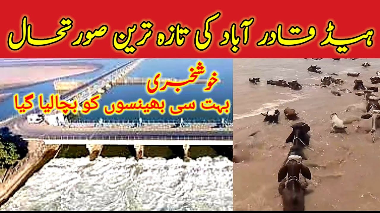 The latest situation of Head Qadirabad | Water flow in Head Qadirabad |  Salab in Head Qadirabad