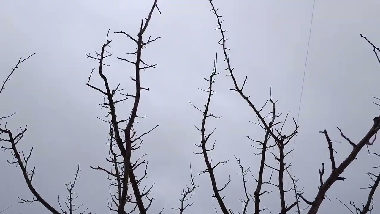 Моя технология обрезки на сливе