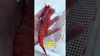 Garrucha. En busca de la gamba blanca.