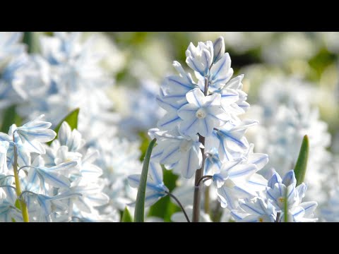 Video: Puschkinia kweken uit bollen - Leer hoe u voor Puschkinia-bloemen zorgt