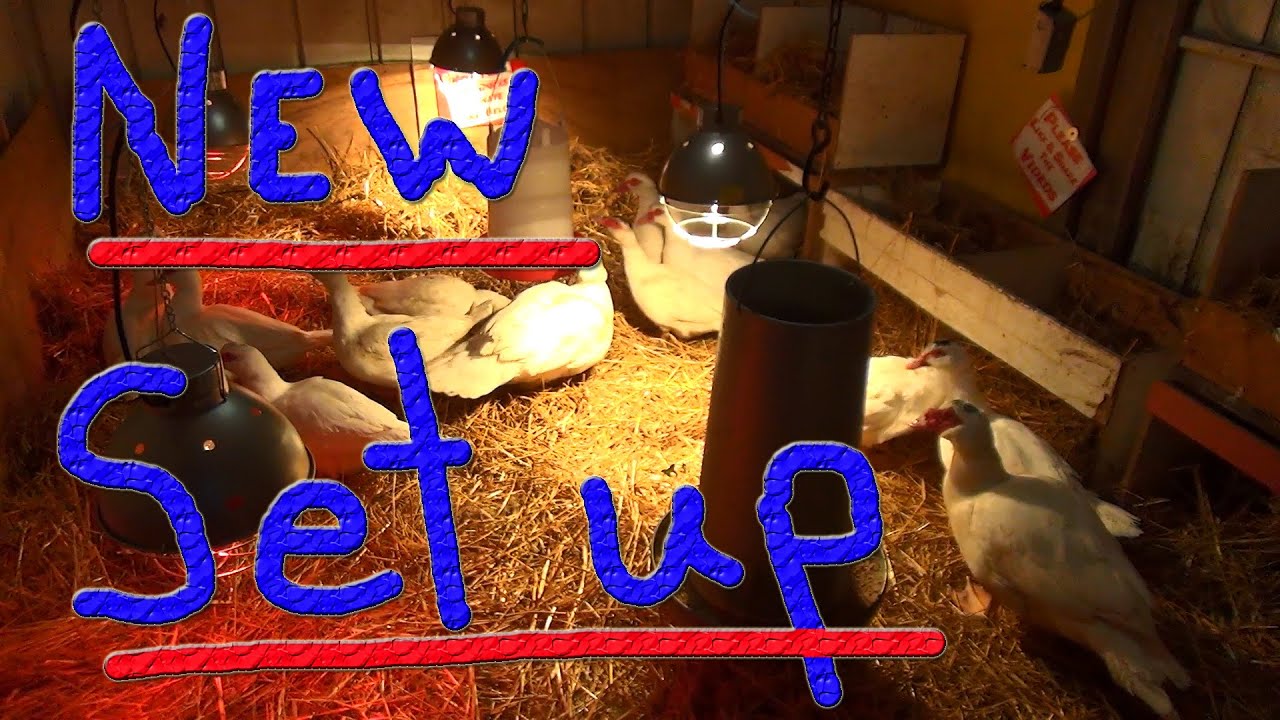 Cheap Chinese Junk Died #43 Winter Duck Adventure