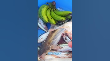 #Shorts / Câu cá dứa cá xác sọc ba sa mồi này nó khoái lắm miền tây sông nước #KiềmRapper