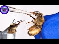 Training bees to detect explosives