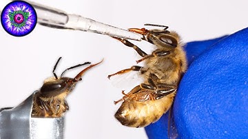 Training Bees To Detect Explosives