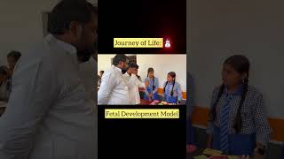 Journey of Life: Fetal Development Model // Nine Months of Human Development // #apnass #shortsvideo