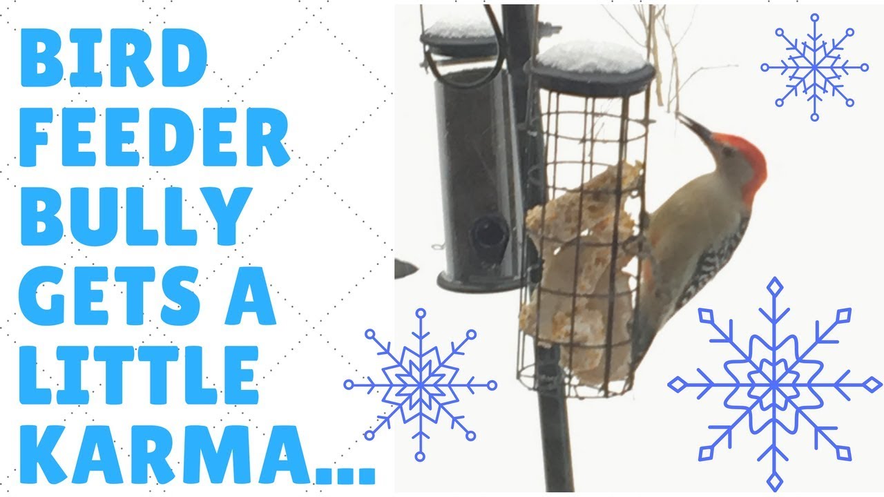 Bird Feeder Bully! Woodpecker gets a dose of his own medicine!