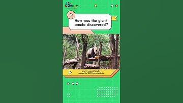How to identify #panda Qiao Qiao? Watch our video.